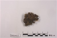 藏品(黃木靈苔)的圖片